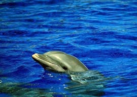 Ein Delfin, der während einer Bootstour ab Can Picafort mit Delfinbeobachtung mit North Coast Adventure Mallorca aus dem Mittelmeer auftaucht.