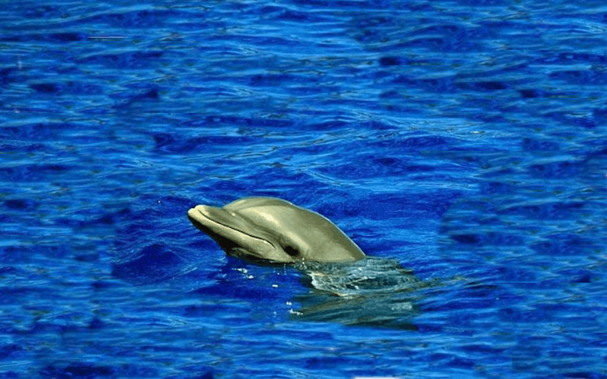A dolphin peeking out of the mediterranenan sea during a boat trip from Can Picafort with dolphin watching with North Coast Adventure Mallorca.