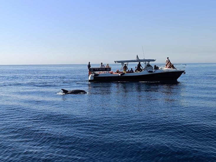 Ein Delphin hält sich während der Bootsfahrt an der Costa del Sol mit Delphinbeobachtung mit Fuengirola Sea Trips in der Nähe des Bootes auf.