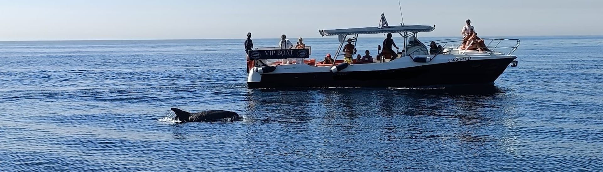 Ein Delphin hält sich während der Bootsfahrt an der Costa del Sol mit Delphinbeobachtung mit Fuengirola Sea Trips in der Nähe des Bootes auf.