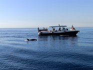 Paseo En Barco En La Costa Del Sol Con Avistamiento De Delfines Desde 