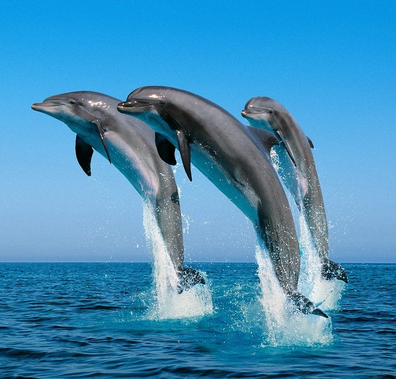 ▷ Boat Trip along Costa del Sol with Dolphin Watching from 20 € - CheckYeti
