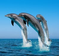 Delfines durante un viaje en barco por la Costa del Sol con Dolphin Watching con Fuengirola Sea Trips.