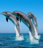 Dolphins during a Boat Trip around Costa del Sol with Dolphin Watching con Fuengirola Sea Trips.
