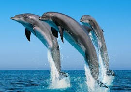 Dolphins during a Boat Trip around Costa del Sol with Dolphin Watching con Fuengirola Sea Trips.