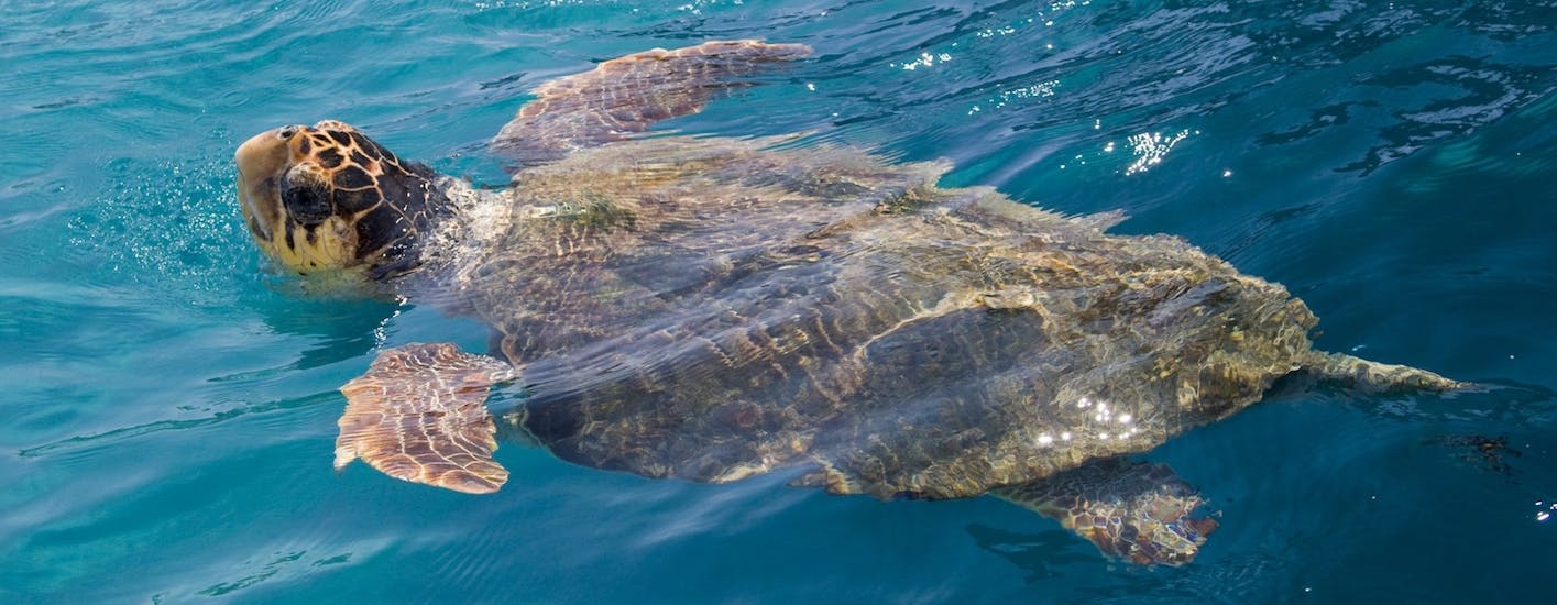 Bild der Caretta-Caretta-Schildkröte, die Ihr während der Bootstour zu den Keri-Höhlen mit Turtle Spotting mit Best of Zante sehen könnt.