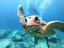 Een schildpad gespot op de PADI Open Water Diver-cursus in Zakynthos voor beginners met Diver's Paradise zwemt recht op een deelnemer af.