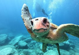 A turtle spotted on the PADI Open Water Diver course in Zakynthos for beginners with Diver's Paradise swims straight towards a participant.