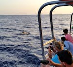 Glasboden-Katamaran-Tour zu den Malgrats-Inseln mit Delfinbeobachtung mit Cruise Cormoran Mallorca.
