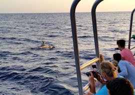 Gita in catamarano da Peguera con bagno in mare e osservazione della fauna selvatica con Cruise Cormoran Mallorca.