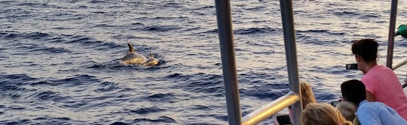 People enjoying during a Catamaran Trip from Santa Ponsa & Andratx with Dolphin Watching with Cormoran Cruises Paguera.