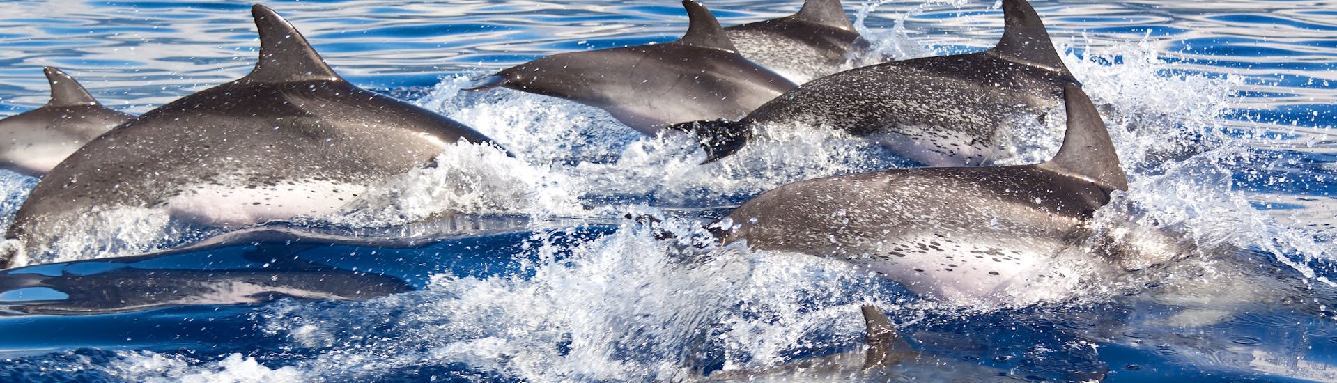 Un grupo de delfines salta sobre el agua durante el Paseo en catamarán desde Santa Ponsa y Andratx con avistamiento de delfines con Cormoran Cruises Paguera.