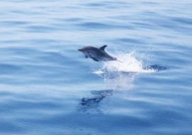 Delphin während der Bootstour mit Wal- und Delphinbeobachtung ab Bandole mit Atlantide Promenades en mer Bandol.