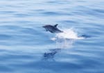 Delphin während der Bootstour mit Wal- und Delphinbeobachtung ab Bandole mit Atlantide Promenades en mer Bandol.