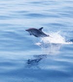 Dauphin lors de la Balade en bateau avec observation de dauphins et baleines depuis Bandol avec Atlantide Promenades en mer Bandol.