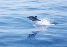 Dauphin lors de la Balade en bateau avec observation de dauphins et baleines depuis Bandol avec Atlantide Promenades en mer Bandol.