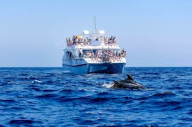 Der Katamaran Magic Vision fährt in der Bucht von Benalmadena mit Delfinen, die vor ihm aus dem Wasser springen, während einer Katamaranfahrt in Benalmádena mit Delfinbeobachtung mit Costasol Cruceros.