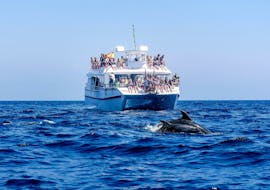 El catamarán Magic Vision navegando por la bahía de Benalmádena con delfines saltando desde el agua de frente, durante un paseo en catamarán en Benalmádena con avistamiento de delfines con Costasol Cruceros.