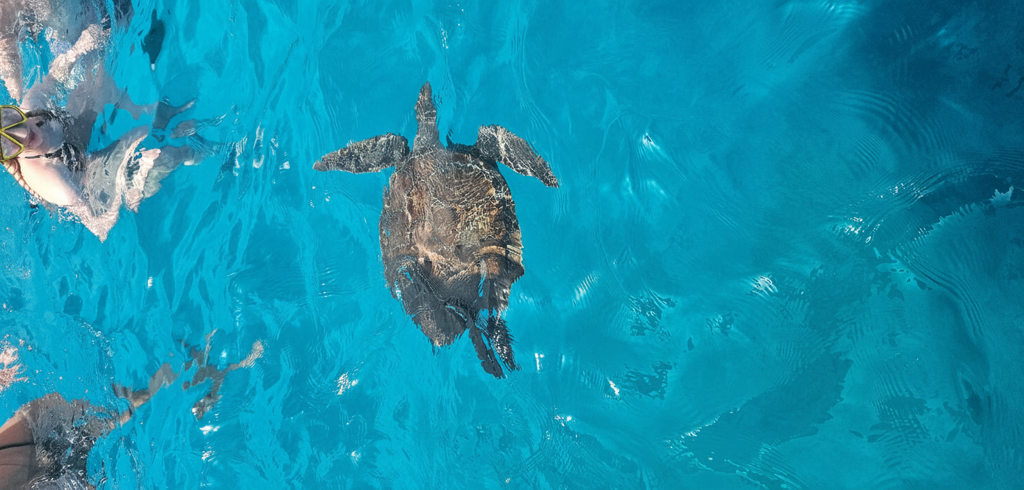 Una persona fa snorkeling con una tartaruga marina nelle limpide acque blu di Turtle Cove durante l'escursione in barca a Capo Greco e alla Laguna Blu organizzata da Aphrodite I Cruises Cyprus.