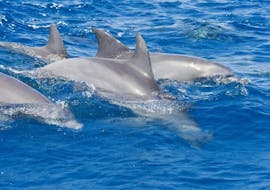View over the dolphins that you can see during our RIB Boat Trip to the Gulf of Olbia and the Molara Pools with Blue Deep Tours Golfo Aranci.