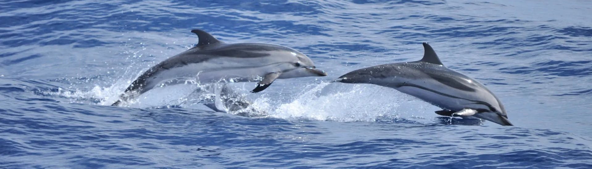 Alcuni delfini saltano durante il Giro in gommone all'Isola di Figarolo con avvistamento delfini con Blue Deep Tours Golfo Aranci.