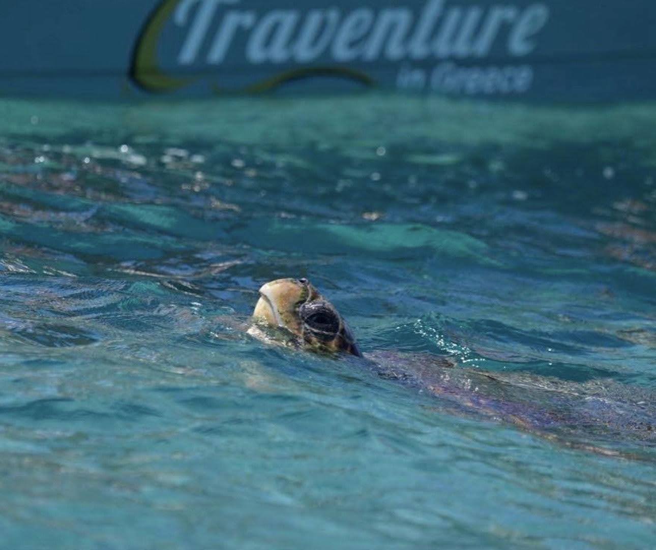 Balade en bateau Agios Sostis - Laganas Bay  & Baignade avec Traventure Zakynthos.