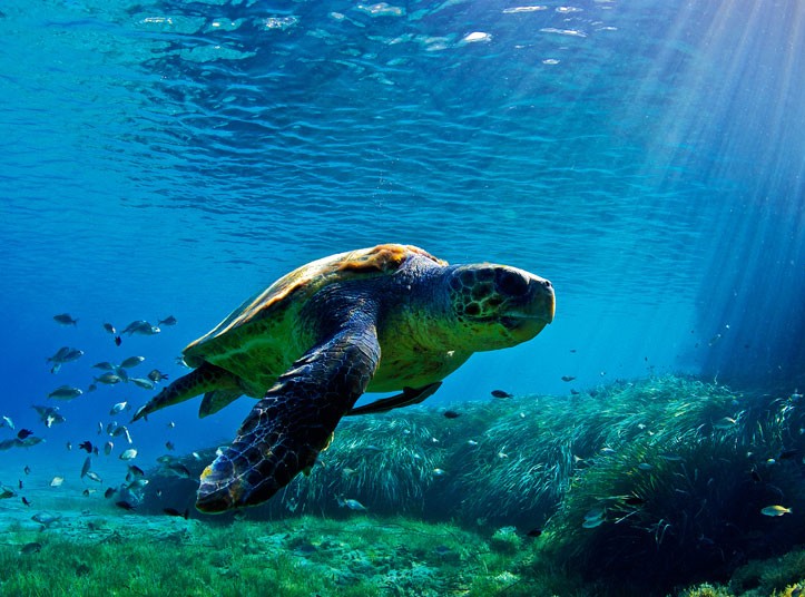 Boottocht schildpadden spotten van Agios Sostis naar Schildpaddeneiland met Traventure Zakynthos.