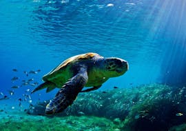 Imagen de una tortuga que puede ser vista durante el paseo en barco desde Agios Sostis a la isla de las Tortugas con avistamiento de tortugas con Traventure Zakynthos.