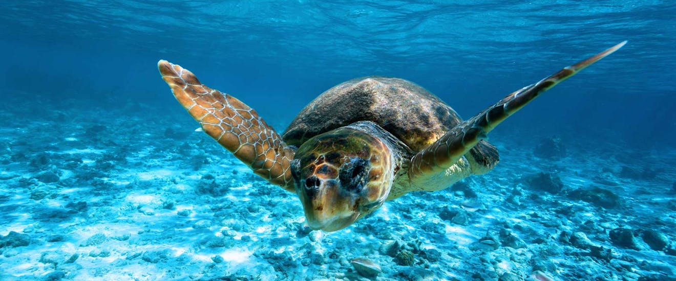 A turtle swims in the water, which can be seen by the taxi boat to the turtle island of Agios Sostis.