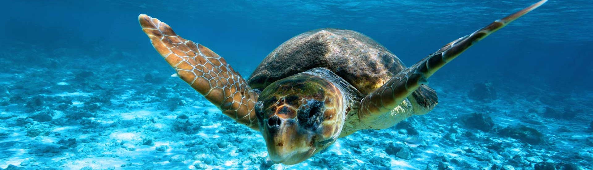In het water zwemt een schildpad, die te zien is met de taxiboot naar het schildpaddeneiland Agios Sostis.