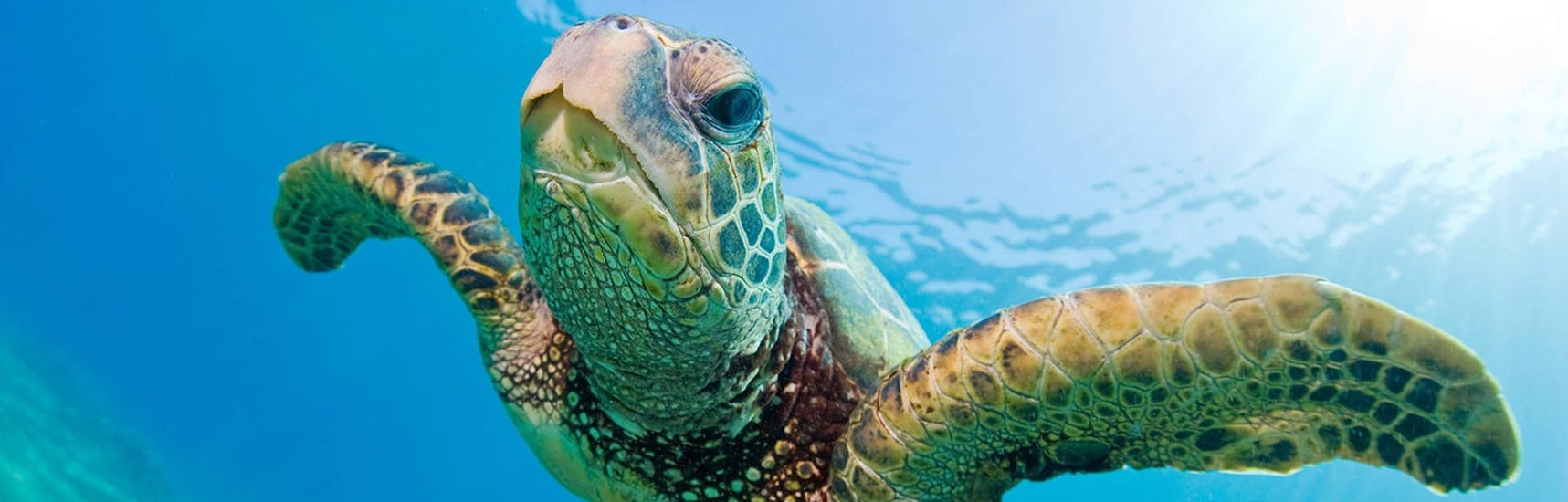 Een schildpad zwemt nieuwsgierig in het water en kan gespot worden bij de bootverhuur in Agios Sostis - Standaard met Traventure Zakynthos.