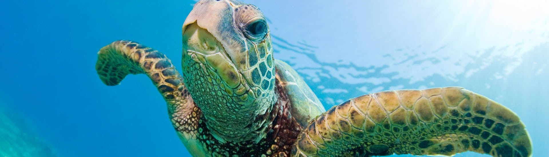 Een schildpad zwemt nieuwsgierig in het water en kan gespot worden bij de bootverhuur in Agios Sostis - Standaard met Traventure Zakynthos.