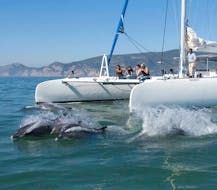 Menschen bewundern die Delfine während einer Bootstour von Setúbal entlang des Sado-Flusses mit Dolphin Watching mit Vertigem Azul.