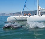 People admiring the dolphins during a Boat Trip from Setúbal along the Sado River with Dolphin Watching with Vertigem Azul.