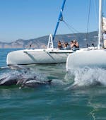 Balade en catamaran Troia avec Observation de la faune & Visites touristiques avec Vertigem Azul Setúbal.