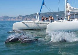 Menschen bewundern die Delfine während einer Bootstour von Setúbal entlang des Sado-Flusses mit Dolphin Watching mit Vertigem Azul.