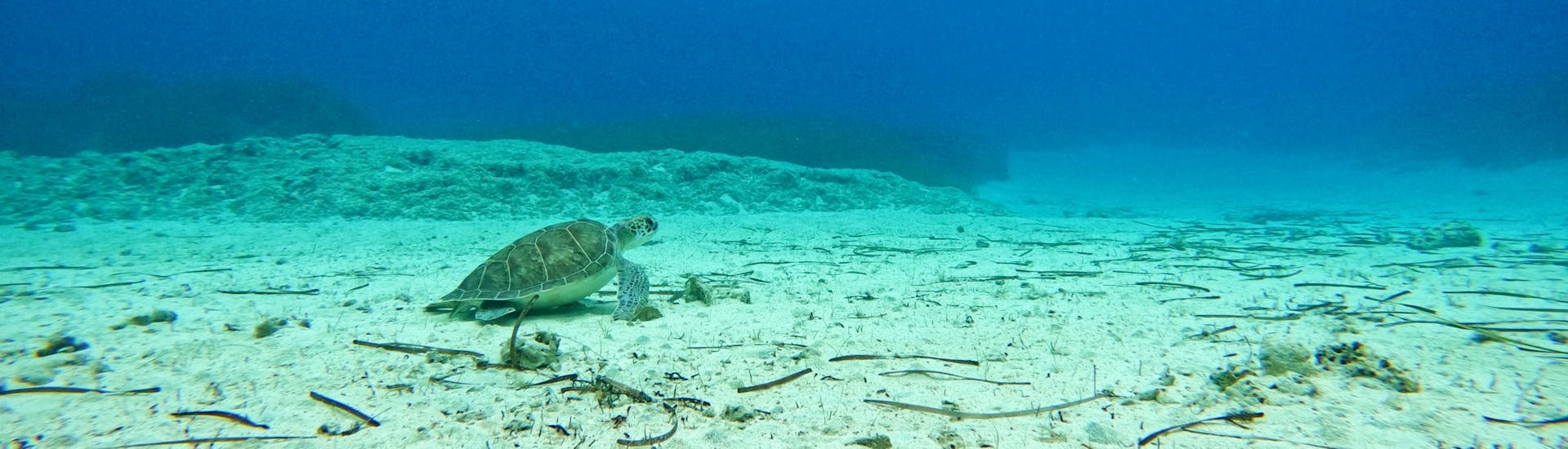 Foto van een schildpad in het water, kunnen spotten tijdens de bubblemaker cursus.