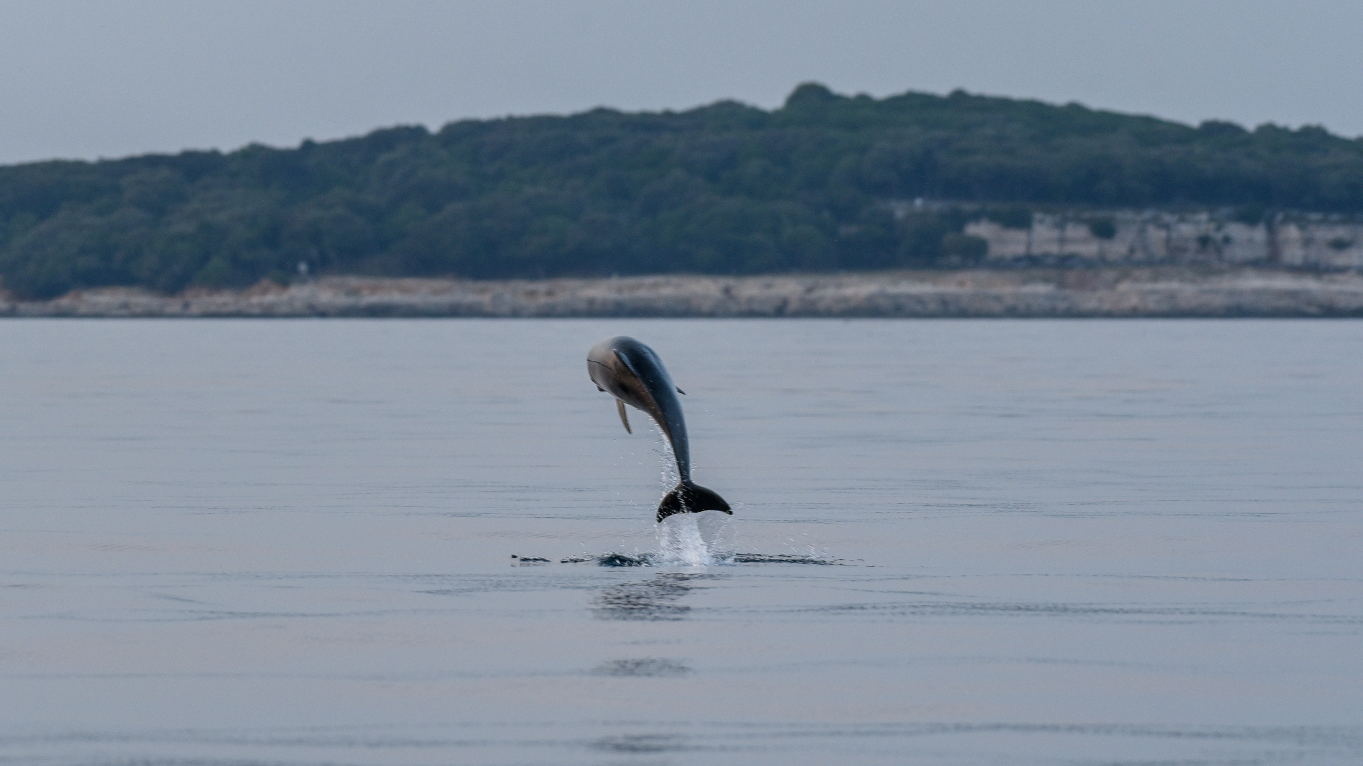 A dolphin leaps gracefully out of the calm sea during a private sunset boat trip with dolphin watching from Fažana by Sea Tours Istria Fažana.