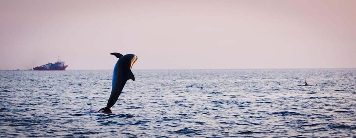 Un delfín saltando durante el paseo privado en barco al atardecer con avistamiento de delfines desde Fažana con Sea Tours Istria Fažana.