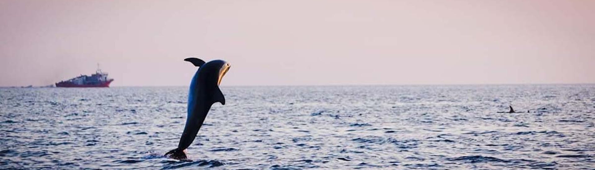 Un delfino salta fuori dall'acqua durante la gita privata in barca al tramonto con avvistamento dei delfini da Fasana con Sea Tours Istria Fasana.