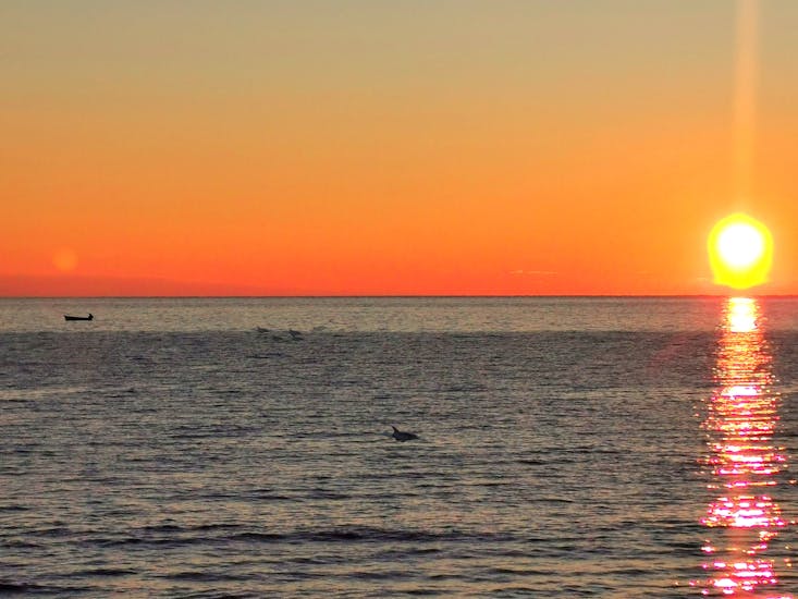 I delfini nuotano e saltano nel bel mezzo del tramonto durante la gita in barca al tramonto intorno a Orsera con osservazione dei delfini con Lidija Tours Vrsar.