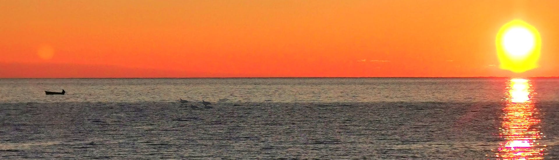 Dolfijnen zwemmen en springen midden in de zonsondergang tijdens de boottocht bij zonsondergang in Vrsar met dolfijnen spotten met Lidija Tours Vrsar.
