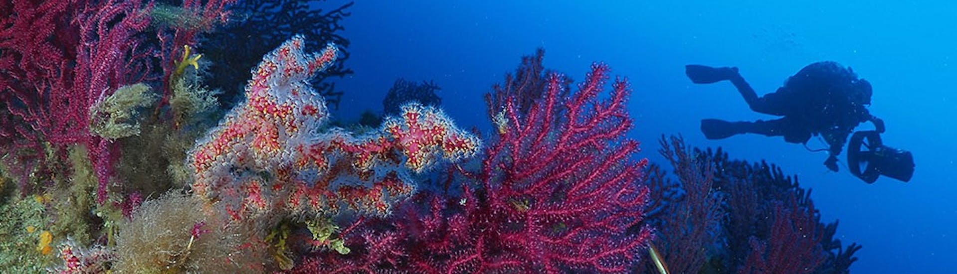 Del corallo durante il SSI Open Water Diver Course a Cannigione per principianti con Scuba Revolution Cannigione.