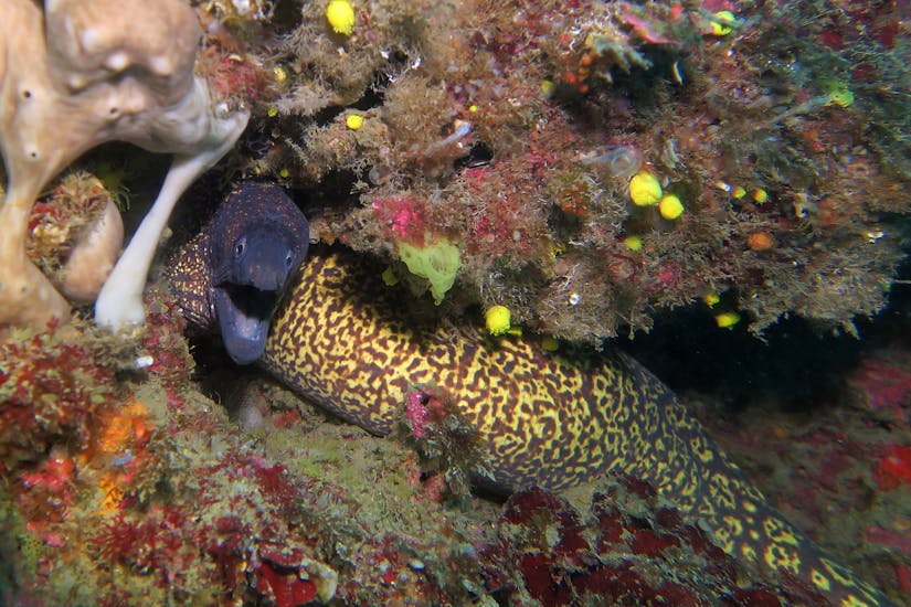 A moray during the PADI Open Waters Course in Taormina for Beginners with Nike Diving Centre Taormina.