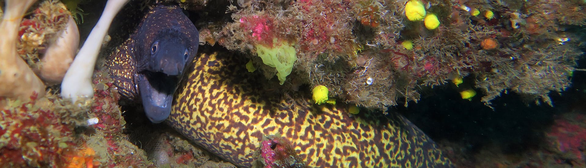 A moray during the PADI Open Waters Course in Taormina for Beginners with Nike Diving Centre Taormina.