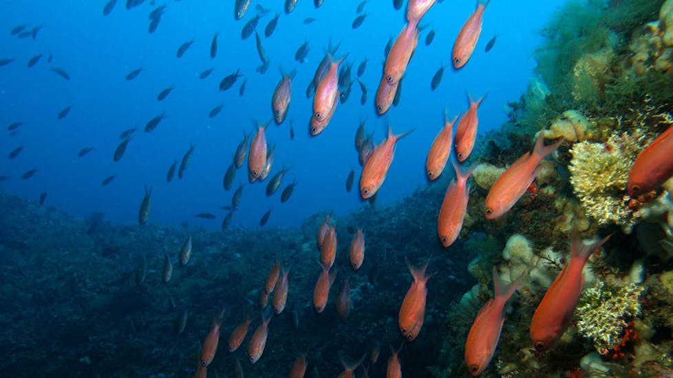 A school of fish during the Trial Scuba Diving in Taormina with Nike Diving Centre Taormina.