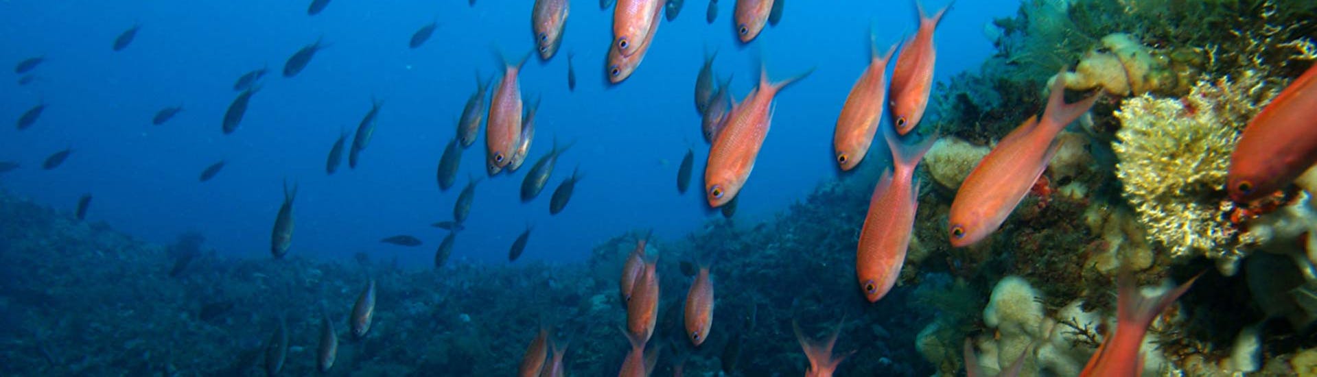 Un banc de poissons aperçu pendant un Baptême de plongée dans le parc marin d'Isola Bella avec Nike Diving Centre Taormina.