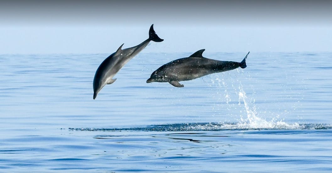 Zwei Delfine, die vom Boot aus während der Bootstour von Poreč mit Dolphin Watching with Kristina Excursions gesichtet wurden.