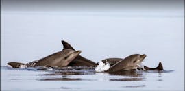 Zwei Delfine, die während der Bootstour von Poreč mit Dolphin Watching with Kristina Excursions an der Wasseroberfläche gesichtet wurden.