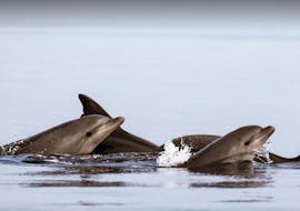 Zwei Delfine, die während der Bootstour von Poreč mit Dolphin Watching with Kristina Excursions an der Wasseroberfläche gesichtet wurden.